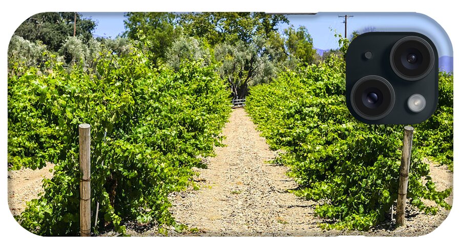 Vineyards; Foxen; Canyon; Ca; Vines; Winery; Golden; Country; Nature; Green; Landscape; Rural; Farm; Growing; Country; Summer; Wine; Agriculture; Grapes; Viticulture; Outdoor; Grape; Vine; Sun; Countryside; Field; Beauty; Plant; Fruit; Grow; Fresh; Scenic; Color; Sunny; Grapevine; Natural; Farming; Vintage; Row; Trees; Santa; Barbara; County; California; American; Usa iPhone Case featuring the photograph Wine on the Vine by Chris Smith