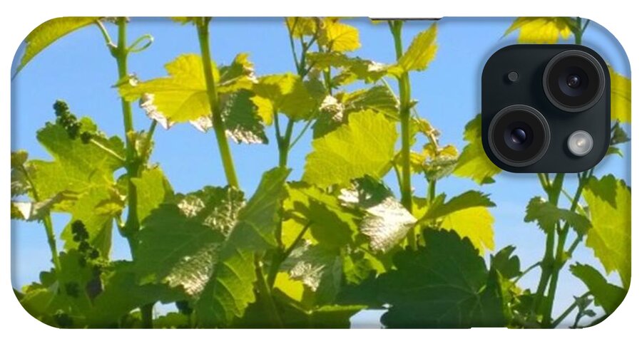 Plants iPhone Case featuring the photograph #wine #vines Reaching For The Sky :-) by Shari Warren