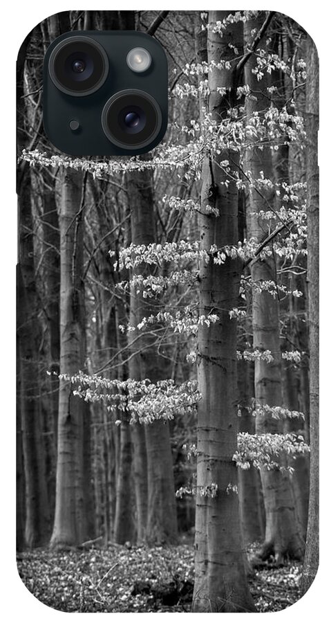 Forest iPhone Case featuring the photograph Winter Beech by Inge Riis McDonald