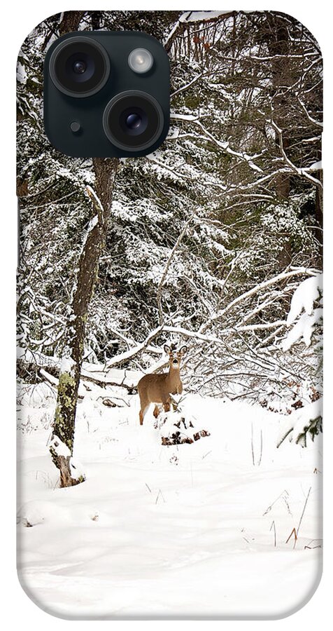 Winter Doe In The Upper Peninsula Of Michigan. Deer In The Snow iPhone Case featuring the photograph Winter Doe in the Upper Peninsula by Gwen Gibson