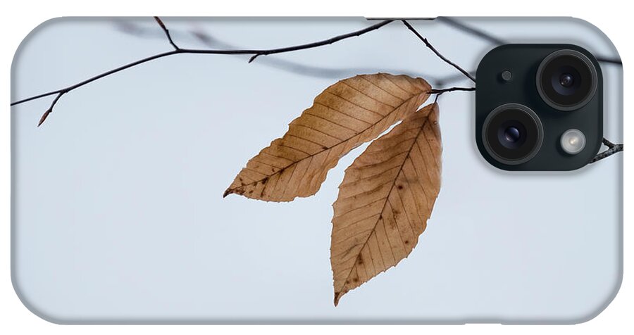 Stickney Brook iPhone Case featuring the photograph Winter Leaves by Tom Singleton