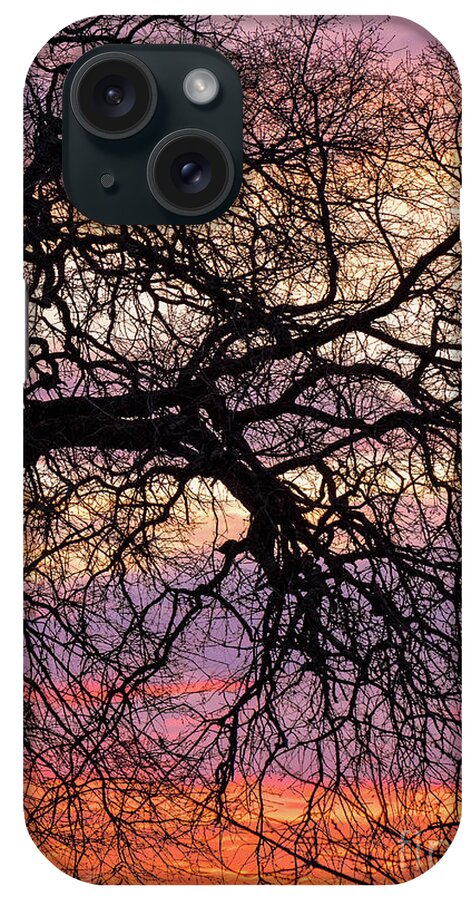 Winter Sun iPhone Case featuring the photograph Winter Oaks by Mitch Shindelbower
