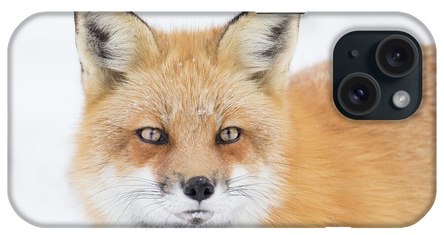 Animal iPhone Case featuring the photograph Winter Portrait by Mircea Costina Photography