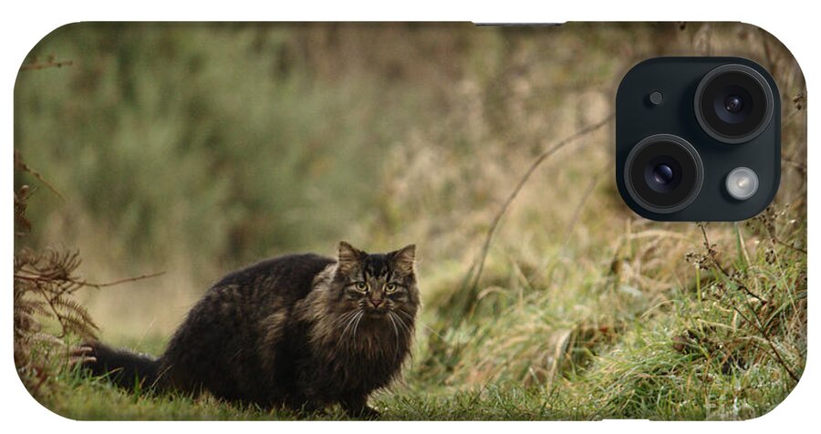 Cat iPhone Case featuring the photograph Winter Prowl by Adrian Wale
