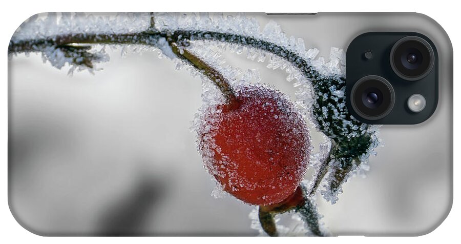 Rose Hip iPhone Case featuring the photograph Winter Rose Hip by Inge Riis McDonald