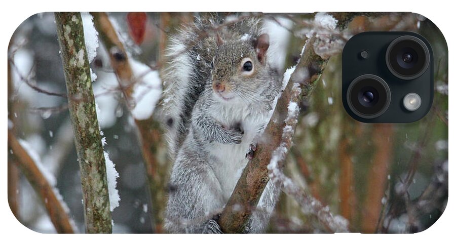 Squirrel iPhone Case featuring the photograph Winter Squirrel by Trina Ansel