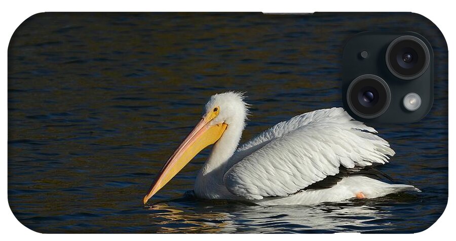 American White Pelican iPhone Case featuring the photograph Winter White by Fraida Gutovich