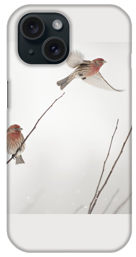 Bird iPhone Case featuring the photograph Finch Winter Wind Surfing 2 by Jill Love