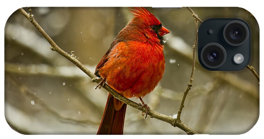 Cardinal iPhone Case featuring the photograph Wintry Cardinal by Patricia Montgomery