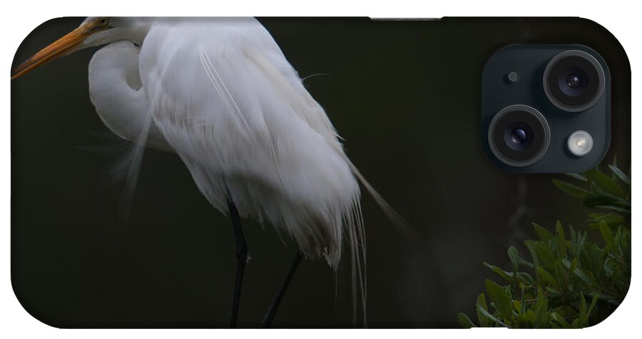 Egret iPhone Case featuring the photograph Wispy Great White Heron by Dale Powell