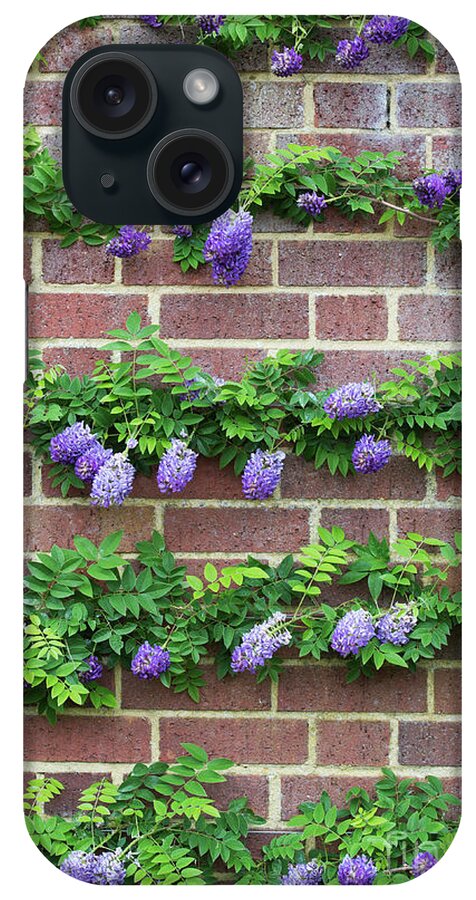 American Wisteria iPhone Case featuring the photograph Wisteria Frutescens Longwood Purple by Tim Gainey