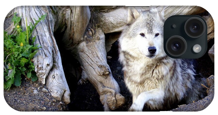 Wolf iPhone Case featuring the photograph Wolf Den 1 by Marty Koch