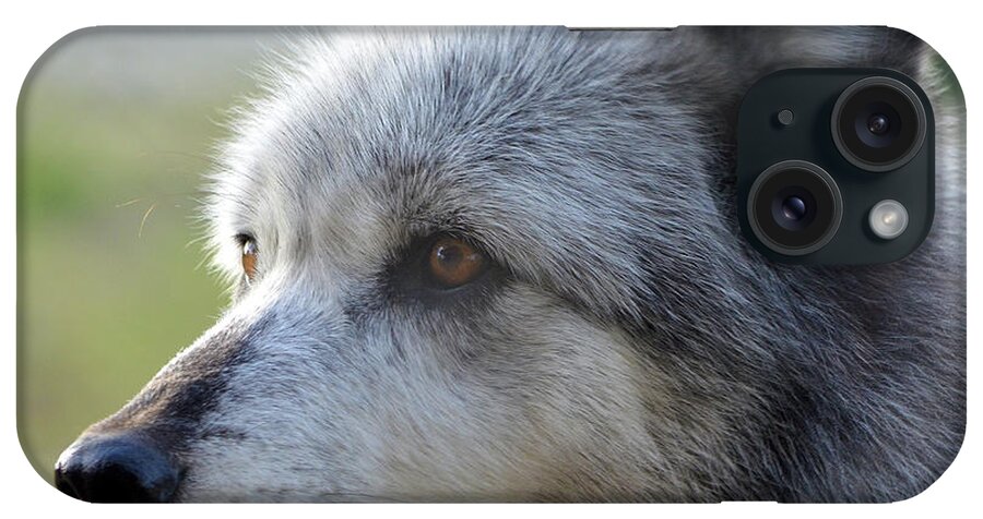 Gray Wolf iPhone Case featuring the photograph Wolf Hollow 9582B by Matt Cegelis