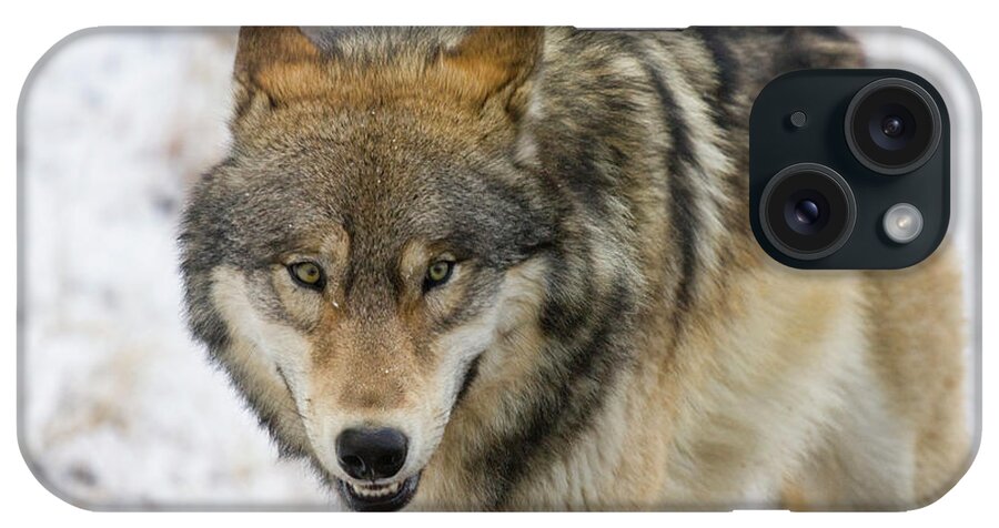Wild iPhone Case featuring the photograph Wolf in the Wild by Mark Miller