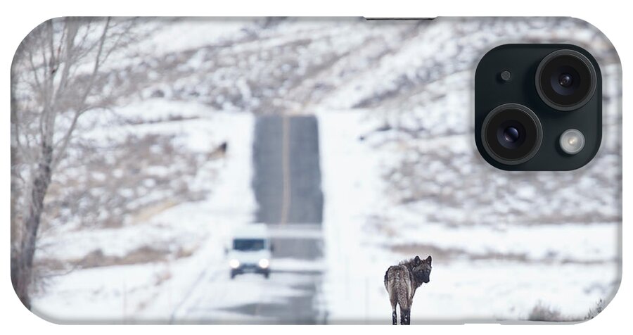 Travel iPhone Case featuring the photograph Wolf Land by Eilish Palmer
