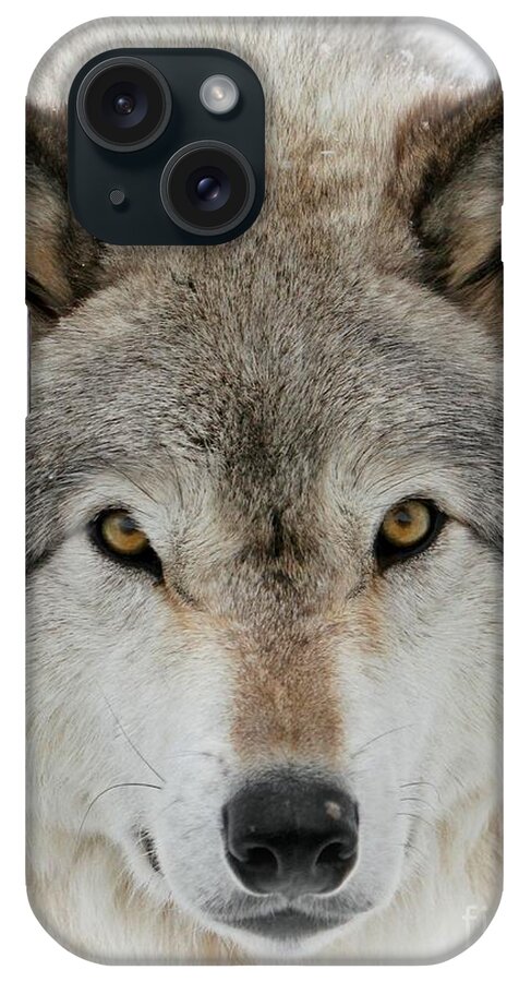 Beautiful Wolf iPhone Case featuring the photograph Wolf Portrait by Heather King
