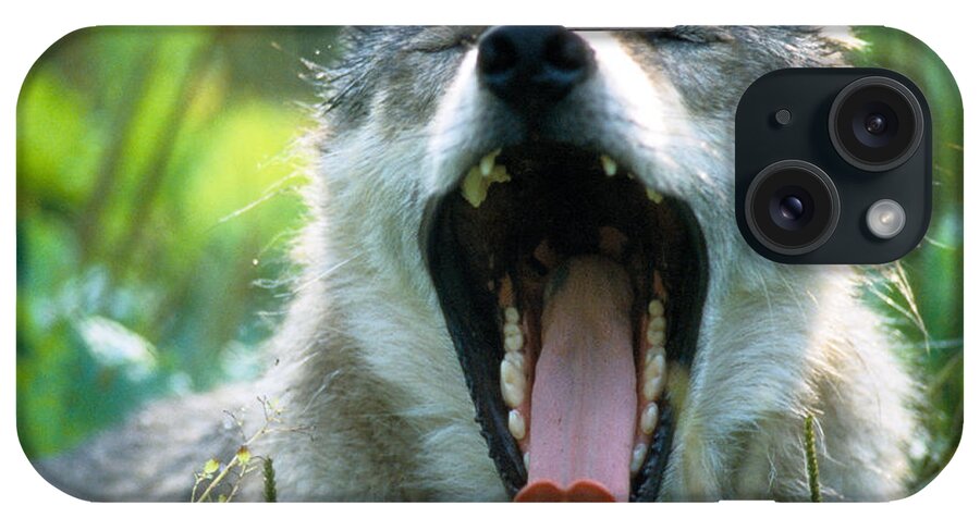 Wolf iPhone Case featuring the photograph Wolf Yawn by Steve Somerville
