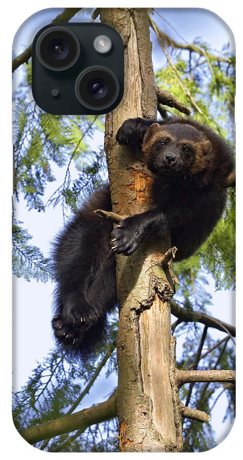 Mp iPhone Case featuring the photograph Wolverine Gulo Gulo Resting In Tree by Konrad Wothe