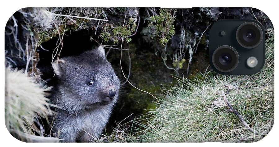 Wombat iPhone Case featuring the photograph Wombat Joey by Nicholas Blackwell