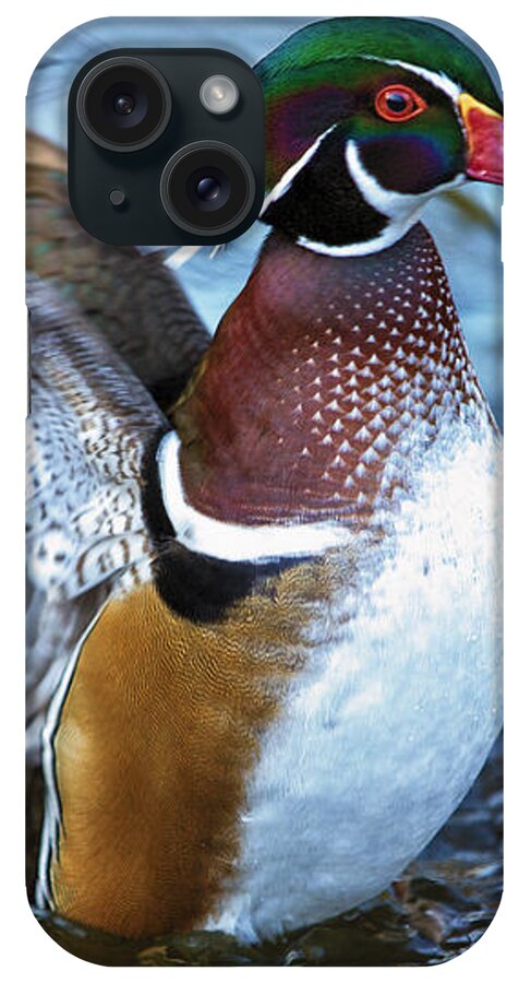 Wildlife iPhone Case featuring the photograph Wood Duck Flap by Bill and Linda Tiepelman