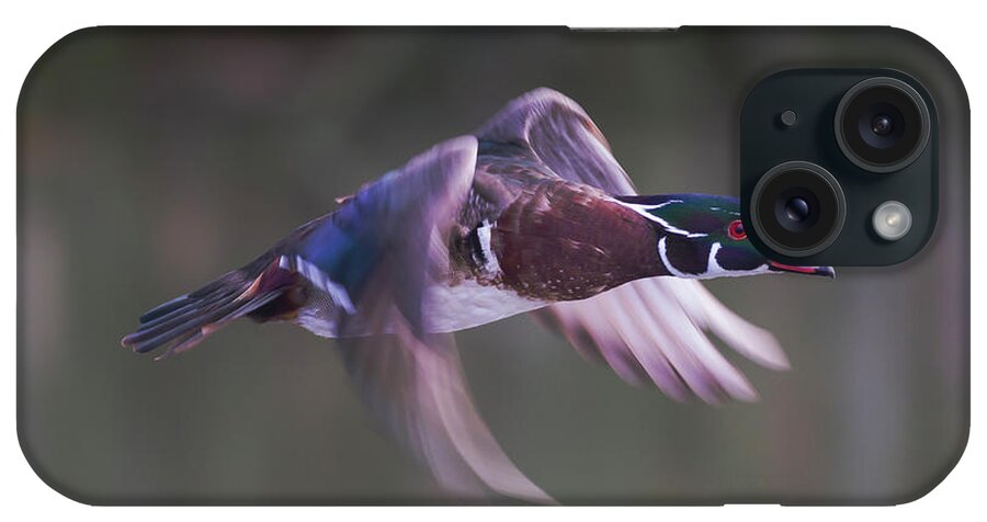 Wood Duck iPhone Case featuring the photograph Wood Duck Flight by Mark Miller