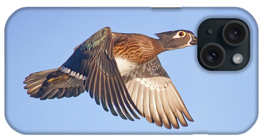 Mark Miller Photos iPhone Case featuring the photograph Wood Duck Hen in Flight by Mark Miller