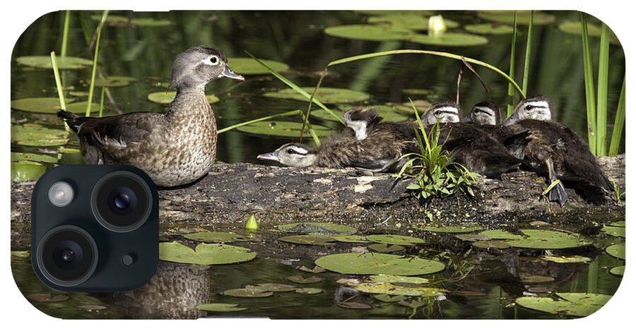 Wood Duck iPhone Case featuring the photograph Wood Duck with her Ducklings by Jeannette Hunt
