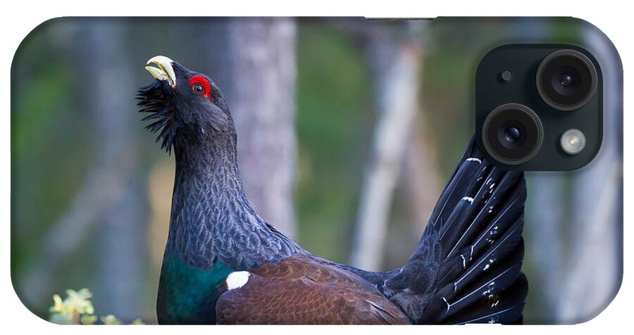 Wood Grouse iPhone Case featuring the photograph Wood grouse by Torbjorn Swenelius
