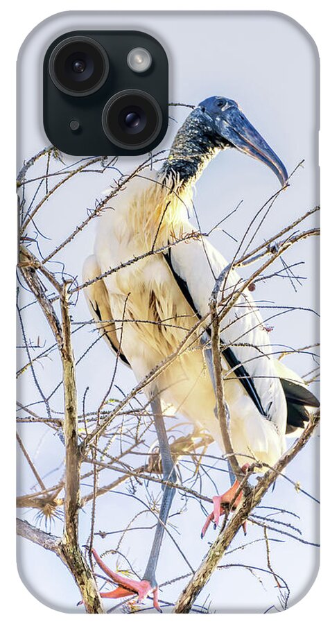 Florida iPhone Case featuring the photograph Wood Stork sitting in a tree by Framing Places