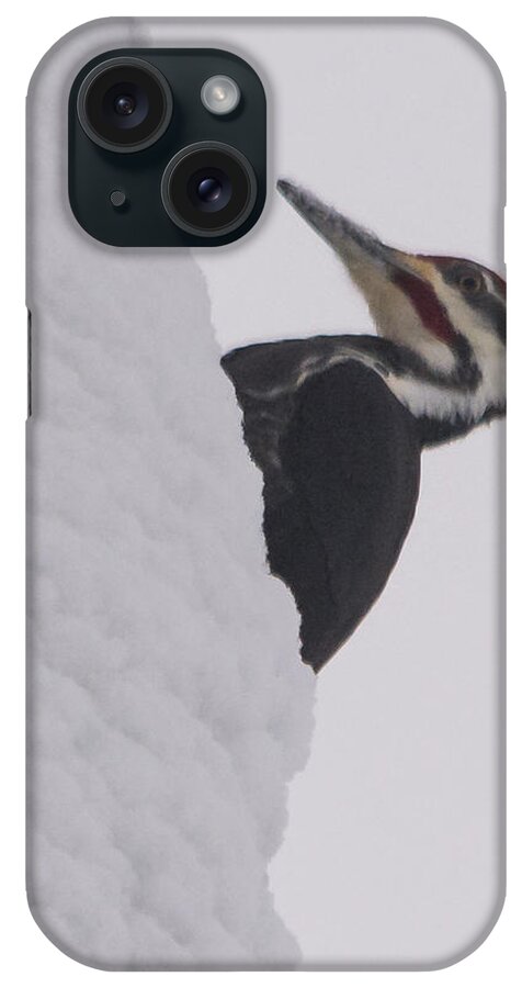Pileated Woodpecker iPhone Case featuring the photograph Woodpecker Christmas by Holden The Moment