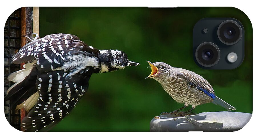 Woodpecker iPhone Case featuring the photograph Woodpecker Feeding Bluebird by Robert L Jackson