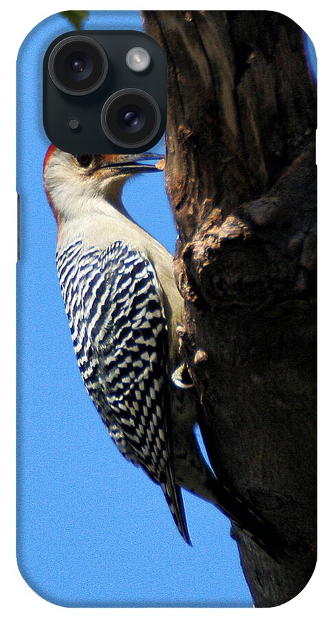 Wildlife iPhone Case featuring the photograph Woodpecker Feeding by William Selander