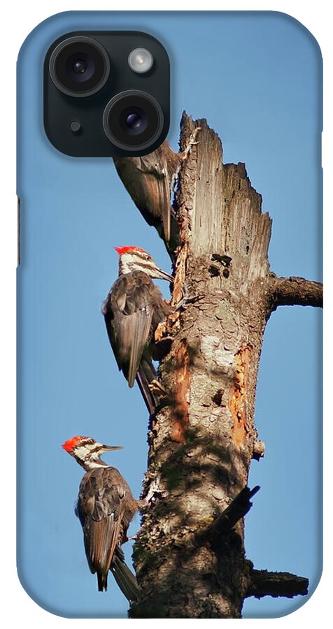 Bird iPhone Case featuring the photograph Woodpecker Trio by John Christopher