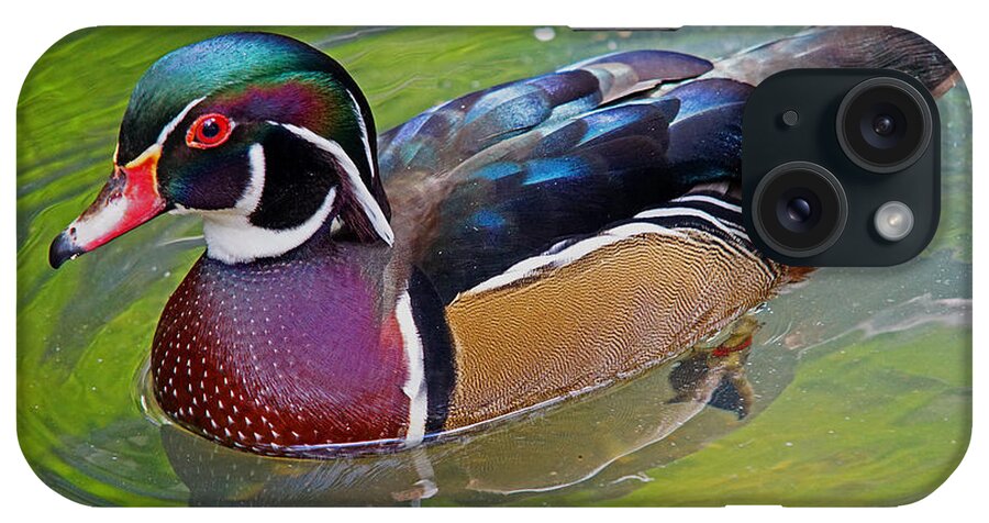 Duck iPhone Case featuring the photograph Sunny Wood Duck by Larry Nieland