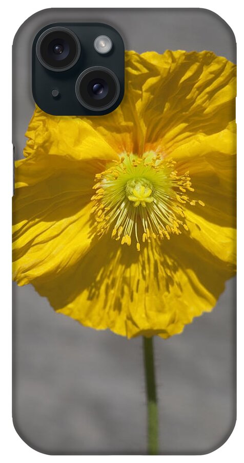 Yellow iPhone Case featuring the photograph Wrinkled Beauty by Morris McClung