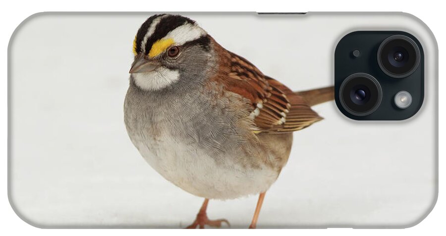 Nature iPhone Case featuring the photograph WT Sparrow by Gerry Sibell