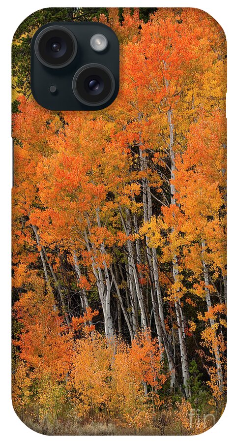 Fall Aspens iPhone Case featuring the photograph Wyoming Splendor by Bon and Jim Fillpot