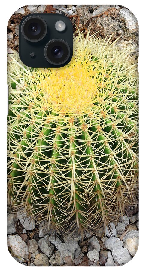 Plant iPhone Case featuring the photograph Xerophyte by Rosalie Scanlon