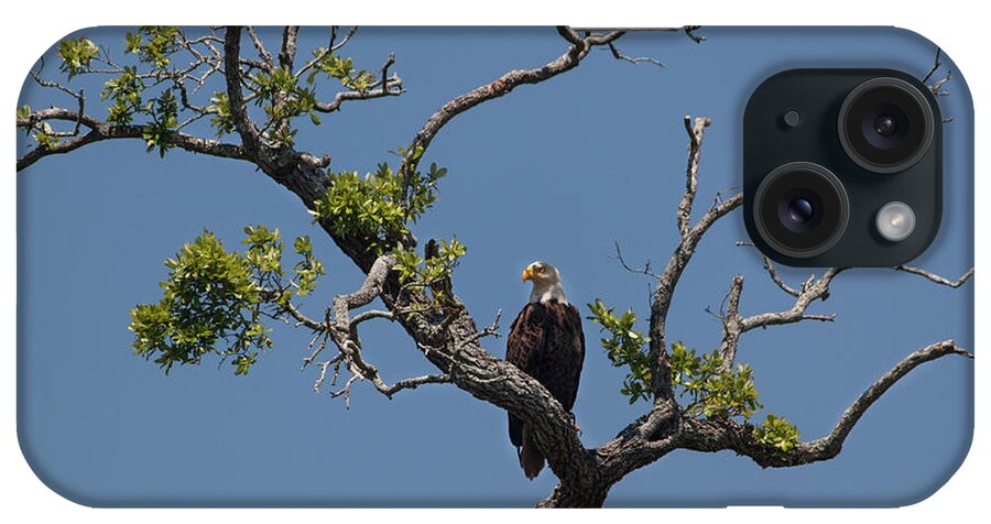 Photograph iPhone Case featuring the photograph Yawkey Wildlife Reguge - American Bald Eagle by Suzanne Gaff
