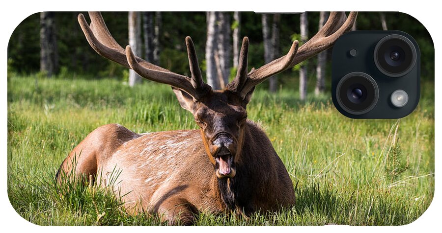 Bull Elk iPhone Case featuring the photograph Yawning Bull Elk by Mindy Musick King