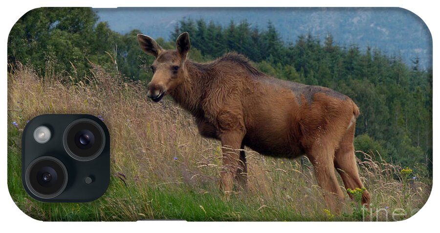 European Elk iPhone Case featuring the photograph Yearling European Elk by Phil Banks
