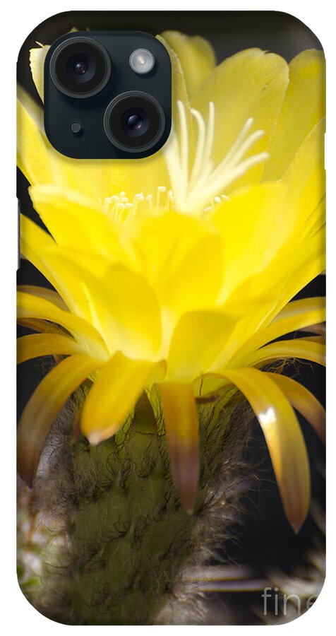Cactus iPhone Case featuring the photograph Yellow cactus flower by Jim And Emily Bush