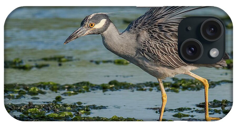 Yellow Crowned Night Heron On A Mudflat iPhone Case featuring the photograph Yellow-Crowned Night-Heron on a Mudflat by Morris Finkelstein