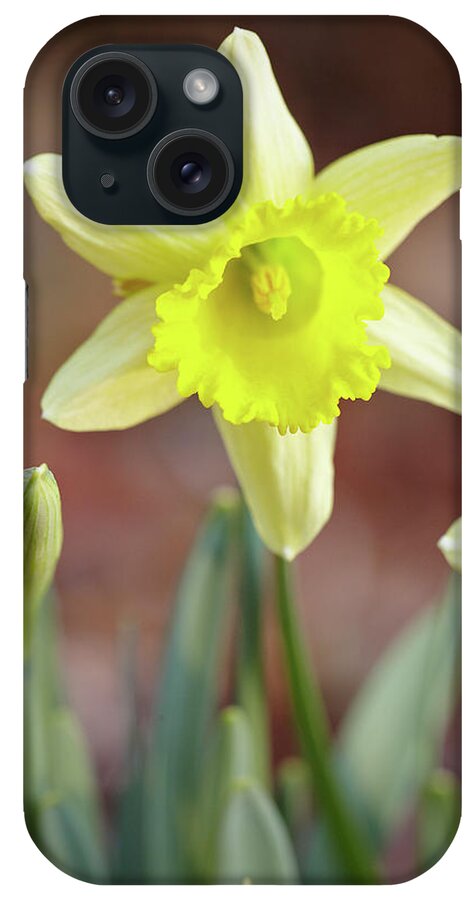 Garden iPhone Case featuring the photograph Yellow daffodil by Garden Gate magazine