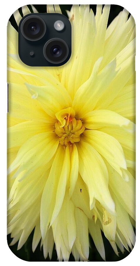 Dahlia iPhone Case featuring the photograph Yellow Dahlia by Brian Eberly