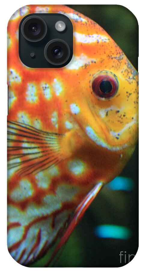 Fish iPhone Case featuring the photograph Yellow Fish Profile by Carol Groenen