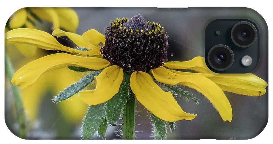 Nature iPhone Case featuring the photograph Yellow Flower 6 by Christy Garavetto