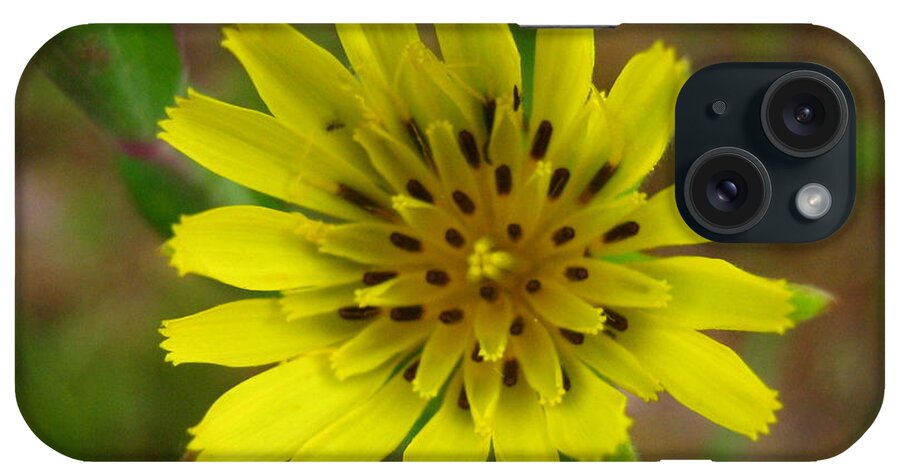 Flower iPhone Case featuring the photograph Yellow Goatsbeard by Devorah Shoshanna