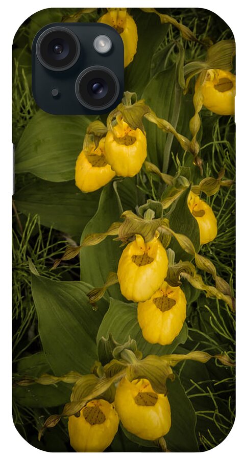 Wildflowers iPhone Case featuring the photograph Yellow Lady Slippers by Terry Ann Morris