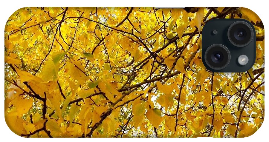 Poplar Trees iPhone Case featuring the photograph Yellow Leaf by Jennifer Lake